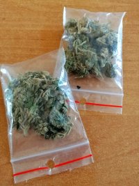 dwie torebki strunowe z zawartością marihuany
