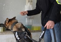 Pies policyjny węszy na parapecie