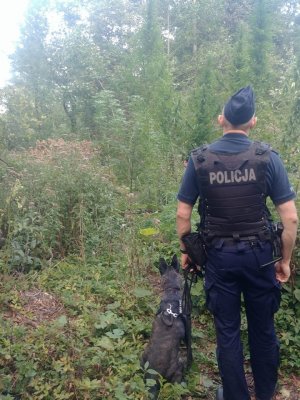 Policjant z psem służbowym wykrył krzaki konopi