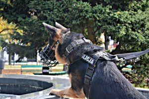 Policyjny pies służbowy w parku