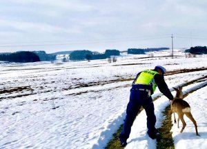 Policjant WRD pochyla się nad sarną, w tle zaśnieżone pole