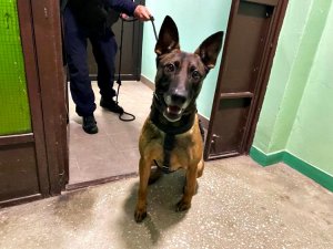 Policjant z psem służbowym szukają przestępcy