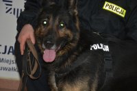 Policyjny pies Tazer