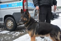 Policyjny pies przy radiowozie
