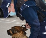 Policjant w umundurowaniu służbowym z psem służbowym