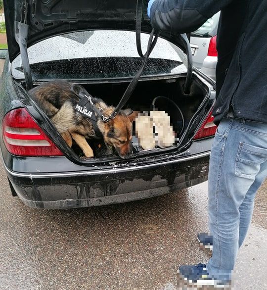 Pies służbowy podczas sprawdzenia bagażnika samochodu.