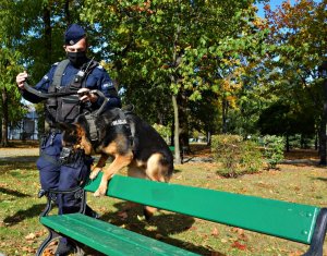 Przewodnik psa służbowego w umundurowaniu ćwiczebnym z psem służbowym w parku, pies przeskakuje przez łąwkę
