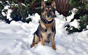 Pies policyjny siedzi na śniegu