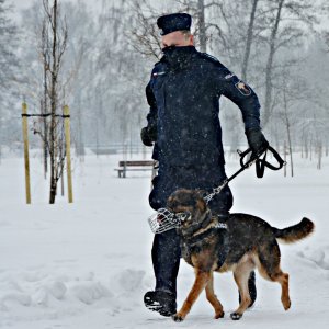 Pies policyjny z przewodnikiem biegną po śniegu