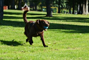 Pies służbowy biegnie z piłką