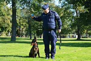 Przewodnik psa służbowego ćwiczy z psem służbowym na terenie zielonym