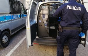 Policjant i radiowozy