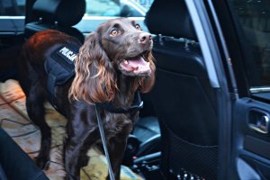 Policyjny pies po przeszukaniu samochodu
