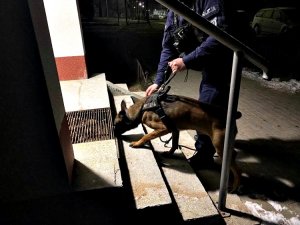 Policjant z psem służbowym szukają przestępcy