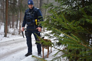 Policjant z psem służbowym w zaśnieżonym lesie