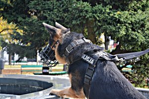Pies policyjny w parku