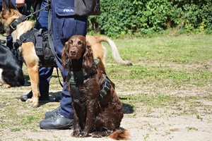 policyjny pies służbowy