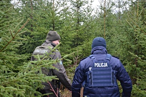 Policjanci i strażnicy leśni na działaniach choinka