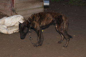 bardzo wychudzony pies