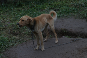 bardzo wychudzony pies