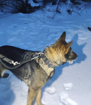 pies służbowy zima śnieg